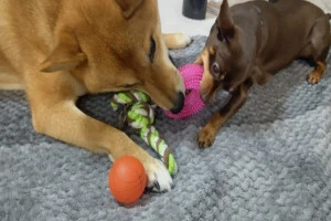 おもちゃで遊ぶ2匹の犬の写真