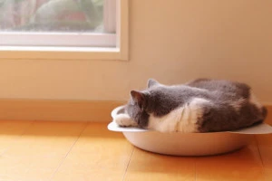 窓際で寝ている猫の写真