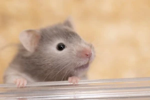 ハムスターの最期とは 冬眠との違いや飼い主が取るべき行動について Eparkくらしのレスキュー ハムスターの最期とは 冬眠との違いや飼い主が取るべき行動について Eparkくらしのレスキュー