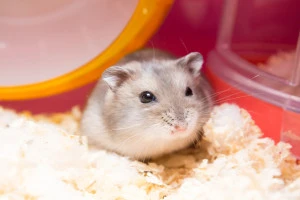 ハムスターの最期とは 冬眠との違いや飼い主が取るべき行動について Eparkくらしのレスキュー ハムスターの最期とは 冬眠との違いや飼い主が取るべき行動について Eparkくらしのレスキュー