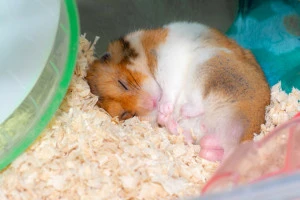 ハムスターの最期とは 冬眠との違いや飼い主が取るべき行動について Eparkくらしのレスキュー ハムスターの最期とは 冬眠との違いや飼い主が取るべき行動について Eparkくらしのレスキュー