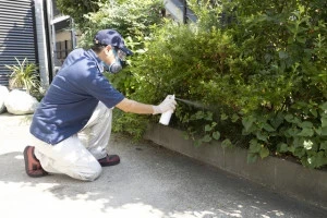 アブラムシを簡単に駆除するには 主な駆除方法や予防方法について Eparkくらしのレスキュー アブラムシを簡単に駆除するには 主な駆除方法や予防方法について Eparkくらしのレスキュー