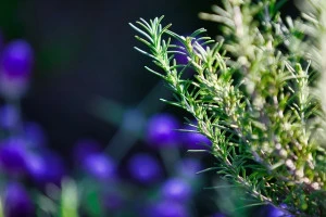 アブラムシを簡単に駆除するには 主な駆除方法や予防方法について Eparkくらしのレスキュー アブラムシを簡単に駆除するには 主な駆除方法や予防方法について Eparkくらしのレスキュー