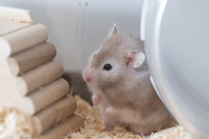 小屋の中にいるハムスターの写真