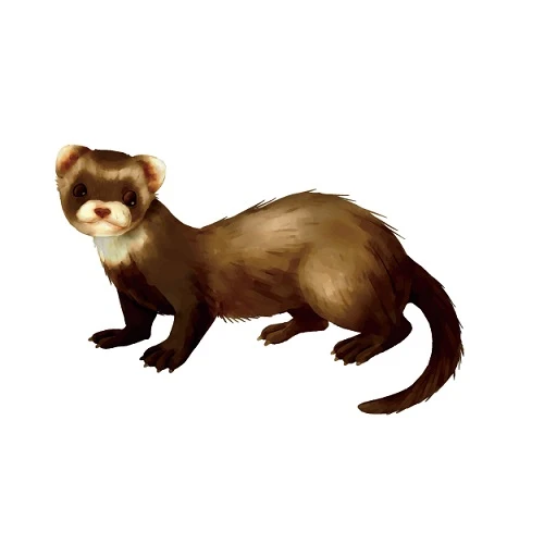 イタチを追い出すために イタチを寄せ付けない方法や嫌いな匂いなどを解説 Eparkくらしのレスキュー イタチを追い出すために イタチを寄せ付けない方法や嫌いな匂いなどを解説 Eparkくらしのレスキュー