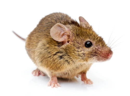 ネズミ撃退 家にネズミが出た場合の被害事例や退治方法などをご紹介します Eparkくらしのレスキュー