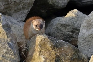 イタチの生態とは 主な被害や効果的な予防策について解説します Eparkくらしのレスキュー イタチの生態とは 主な被害や効果的な予防策について解説します Eparkくらしのレスキュー