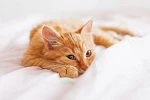 愛猫が亡くなった場合の葬儀はどうする?具体的な手順と費用を紹介