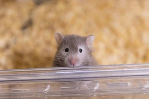 ハムスターの火葬は自分でできる 注意点や業者に依頼した場合の費用について Eparkくらしのレスキュー