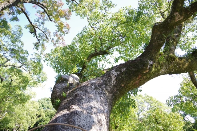 剪定 伐採など 大きくなりすぎた庭木の対処法をご紹介します Eparkくらしのレスキュー 剪定 伐採など 大きくなりすぎた庭木の対処法をご紹介します Eparkくらしのレスキュー