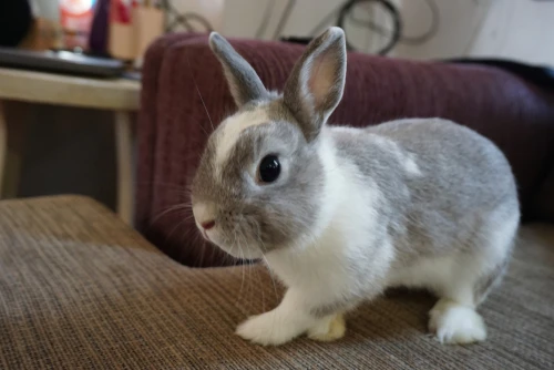 うさぎの飼い方や葬儀の方法について Eparkくらしのレスキュー うさぎの飼い方や葬儀の方法について Eparkくらしのレスキュー