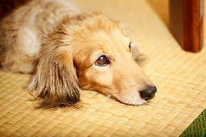 ペットが畳におしっこしてしまった 尿しみやにおいの対処法や対策法などを解説します Eparkくらしのレスキュー ペットが畳におしっこしてしまった 尿しみやにおいの対処法や対策法などを解説します Eparkくらしのレスキュー