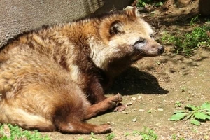 たぬきの習性とは 行動の特徴や具体的な対策について Eparkくらしのレスキュー たぬきの習性とは 行動の特徴や具体的な対策について Eparkくらしのレスキュー