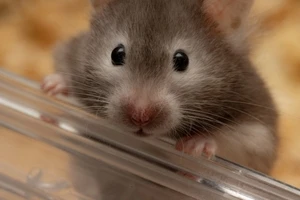 ハムスターの供養方法はどんなものがある 亡くなってしまったあとの対処法などを解説 Eparkくらしのレスキュー ハムスターの供養方法はどんなものがある 亡くなってしまったあとの対処法などを解説 Eparkくらしのレスキュー