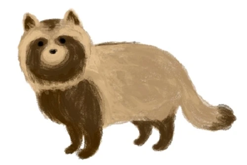 たぬきの嫌う匂いなど タヌキの駆除方法をくわしく解説します Eparkくらしのレスキュー たぬきの嫌う匂いなど タヌキの駆除方法をくわしく解説します Eparkくらしのレスキュー