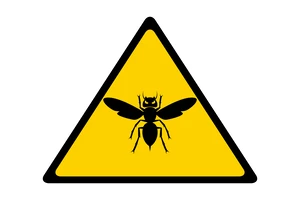 スズメバチの活動時期はいつごろ 刺されないための対策と駆除方法を解説 Eparkくらしのレスキュー スズメバチの活動時期はいつごろ 刺されないための対策と駆除方法を解説 Eparkくらしのレスキュー
