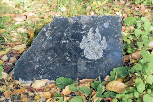 ペットの骨は庭に埋めてもいい 庭への埋葬方法やメリット デメリットなどについて解説 Eparkくらしのレスキュー ペットの骨は庭に埋めてもいい 庭への埋葬方法やメリット デメリットなどについて解説 Eparkくらしのレスキュー