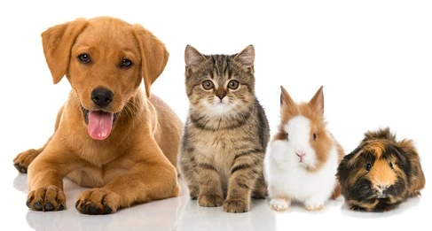 犬 猫 うさぎなど ペットの飼い方を種類別に解説します Eparkくらしのレスキュー 犬 猫 うさぎなど ペットの飼い方を種類別に解説します Eparkくらしのレスキュー