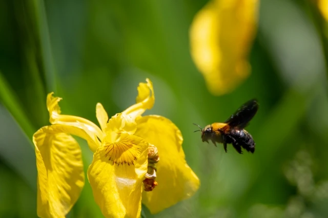クマバチの駆除は自分できる 具体的な駆除方法や業者の費用相場を解説 Eparkくらしのレスキュー クマバチの駆除は自分できる 具体的な駆除方法や業者の費用相場を解説 Eparkくらしのレスキュー