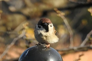 雀の巣は自分で駆除できる 具体的な駆除方法や有効な対策方法を解説 Eparkくらしのレスキュー 雀の巣は自分で駆除できる 具体的な駆除方法や有効な対策方法を解説 Eparkくらしのレスキュー