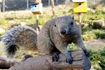 【害獣駆除】タイワンリスによる被害事例や生態などの情報をご紹介!《鳴き声など》