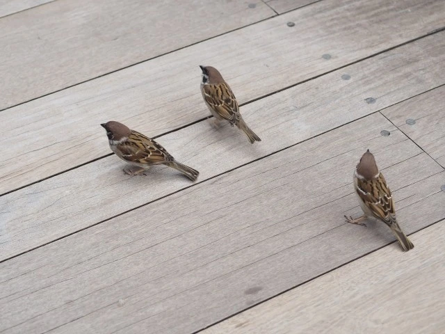 雀の巣は自分で駆除できる 具体的な駆除方法や有効な対策方法を解説 Eparkくらしのレスキュー 雀の巣は自分で駆除できる 具体的な駆除方法や有効な対策方法を解説 Eparkくらしのレスキュー