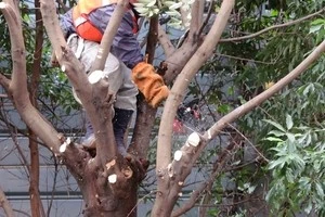 庭の木の切り方 庭木を自分で伐採したい時に必要な道具や手順などを解説 Eparkくらしのレスキュー 庭の木の切り方 庭木を自分で伐採したい時に必要な道具や手順などを解説 Eparkくらしのレスキュー