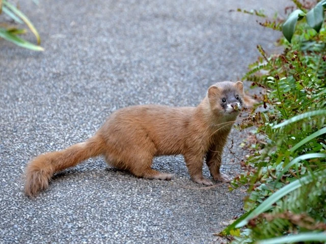 イタチの嫌がるものとは 撃退方法や予防方法について解説します Eparkくらしのレスキュー イタチの嫌がるものとは 撃退方法や予防方法について解説します Eparkくらしのレスキュー