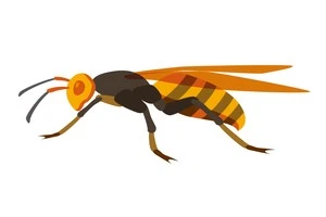 スズメバチの活動時期はいつごろ 刺されないための対策と駆除方法を解説 Eparkくらしのレスキュー スズメバチの活動時期はいつごろ 刺されないための対策と駆除方法を解説 Eparkくらしのレスキュー