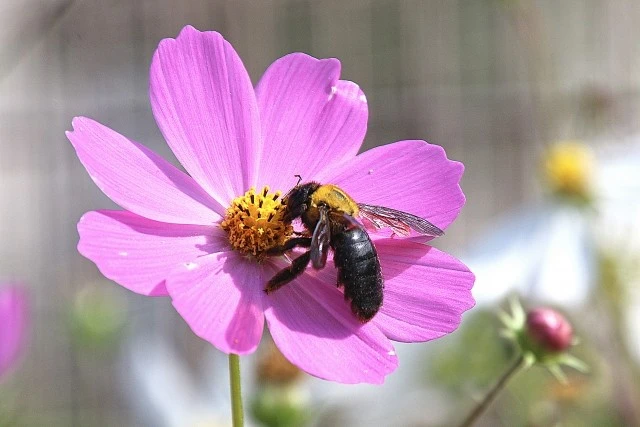 花の蜜を吸うクマバチの写真