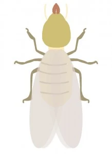 羽アリが発生しやすい時期とは 種類ごとの出現する時期や取るべき対策を解説 Eparkくらしのレスキュー 羽アリが発生しやすい時期とは 種類ごとの出現する時期や取るべき対策を解説 Eparkくらしのレスキュー