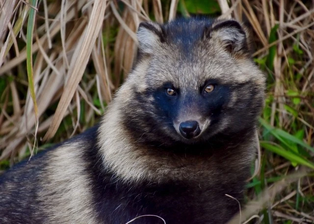 たぬきの習性とは 行動の特徴や具体的な対策について Eparkくらしのレスキュー たぬきの習性とは 行動の特徴や具体的な対策について Eparkくらしのレスキュー
