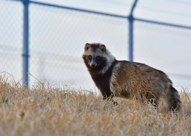 たぬきの習性とは 行動の特徴や具体的な対策について Eparkくらしのレスキュー たぬきの習性とは 行動の特徴や具体的な対策について Eparkくらしのレスキュー