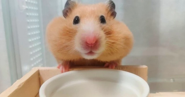 ハムスターの火葬は自分でできる 注意点や業者に依頼した場合の費用について Eparkくらしのレスキュー ハムスターの火葬は自分でできる 注意点や業者に依頼した場合の費用について Eparkくらしのレスキュー