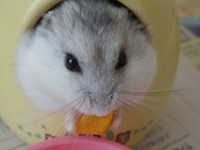 ハムスターの火葬は自分でできる 注意点や業者に依頼した場合の費用について Eparkくらしのレスキュー ハムスターの火葬は自分でできる 注意点や業者に依頼した場合の費用について Eparkくらしのレスキュー