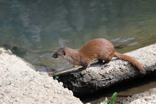 イタチの生態とは 主な被害や効果的な予防策について解説します Eparkくらしのレスキュー イタチの生態とは 主な被害や効果的な予防策について解説します Eparkくらしのレスキュー