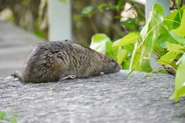 ネズミは蚊取り線香で撃退 予防策や業者による費用も解説 Eparkくらしのレスキュー ネズミは蚊取り線香で撃退 予防策や業者による費用も解説 Eparkくらしのレスキュー