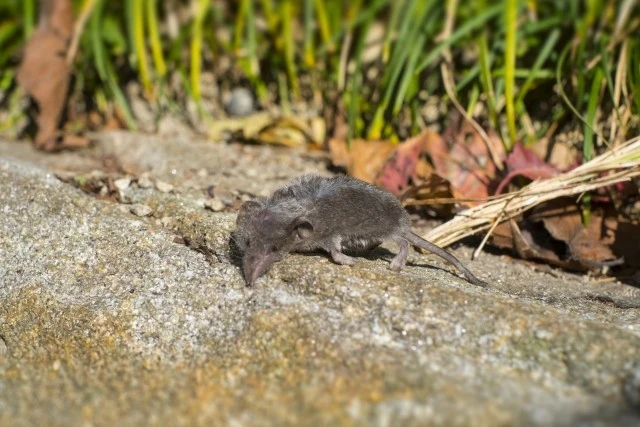 畑のネズミ対策をするには 効果的な駆除方法や予防策について解説します Eparkくらしのレスキュー 畑のネズミ対策をするには 効果的な駆除方法や予防策について解説します Eparkくらしのレスキュー