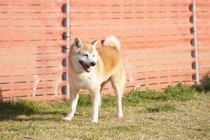 お庭で放し飼い 自宅にドッグランを作る際のお役立ち情報をご紹介 Eparkくらしのレスキュー お庭で放し飼い 自宅にドッグランを作る際のお役立ち情報をご紹介 Eparkくらしのレスキュー