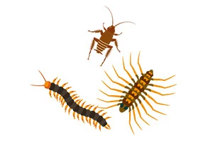 ムカデとはどんな害虫 繁殖方法や退治の仕方をご紹介 Eparkくらしのレスキュー ムカデとはどんな害虫 繁殖方法や退治の仕方をご紹介 Eparkくらしのレスキュー