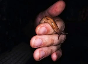 コーヒー 塩 熱湯など ナメクジの撃退法を詳しく解説します Eparkくらしのレスキュー コーヒー 塩 熱湯など ナメクジの撃退法を詳しく解説します Eparkくらしのレスキュー