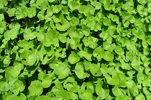 チドメグサの写真