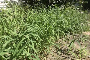 雑草が伸びたままの庭の写真