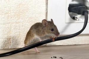 ネズミ撃退 家にネズミが出た場合の被害事例や退治方法などをご紹介します Eparkくらしのレスキュー ネズミ撃退 家にネズミが出た場合の被害事例や退治方法などをご紹介します Eparkくらしのレスキュー