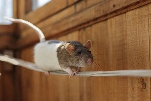 ネズミ撃退 家にネズミが出た場合の被害事例や退治方法などをご紹介します Eparkくらしのレスキュー ネズミ撃退 家にネズミが出た場合の被害事例や退治方法などをご紹介します Eparkくらしのレスキュー