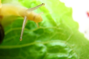 ナメクジ被害の対策方法を詳しく解説します Eparkくらしのレスキュー ナメクジ被害の対策方法を詳しく解説します Eparkくらしのレスキュー