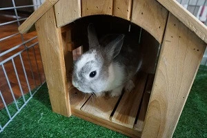 うさぎの飼い方や葬儀の方法について Eparkくらしのレスキュー うさぎの飼い方や葬儀の方法について Eparkくらしのレスキュー