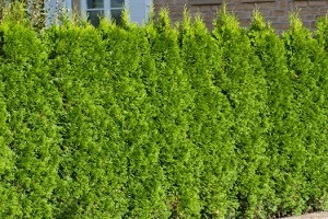 並んでいる針葉樹の写真