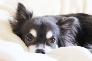 伏せしている犬の写真