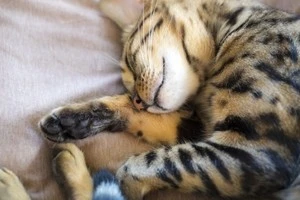 眠っている猫の写真